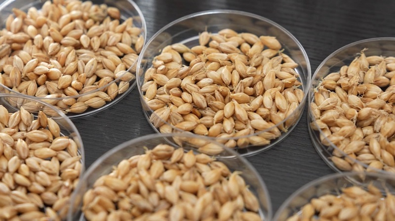 1685939624032012422.jpg 麦芽厂4.jpg